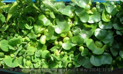 Фото Пистия Pistia stratiotes  (photo#54759)