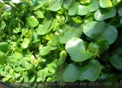 Фото Пистия Pistia stratiotes  (photo#54761)