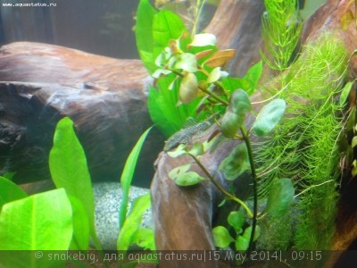 Сквозной аквариум 230 литров snakebig  - IMG_20140512_212313.jpg