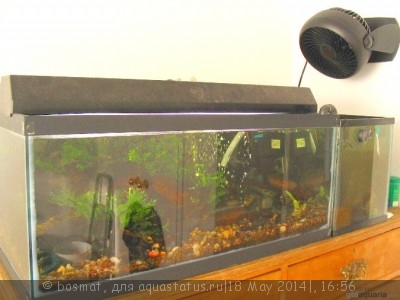 Мой ленивый аквариум 170 литров shok  - Cool1.JPG