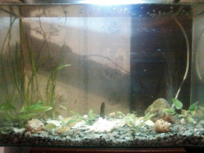 Мой аквариум 30 литров MORRO  - SP_A0079.jpg