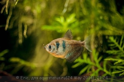 Фото Мой первый аквариум-травник 140 литров Eric  (photo#55149)