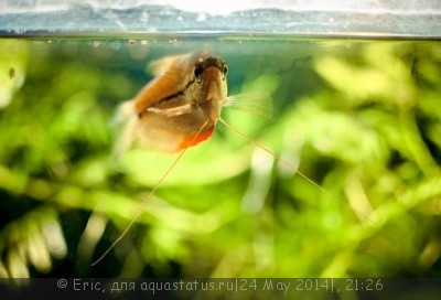 Фото Мой первый аквариум-травник 140 литров Eric  (photo#55151)