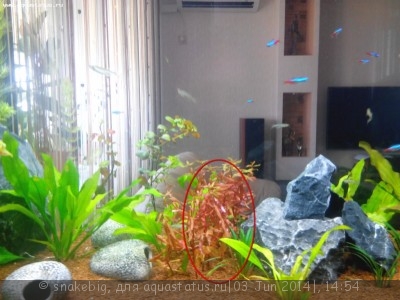Опознание аквариумных растений - IMG_20140530_122428.jpg