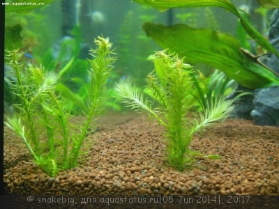 Опознание аквариумных растений - IMG_20140605_200756.jpg