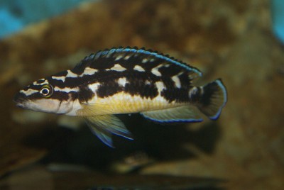 Фото Юлидохромис масковый Julidochromis transcriptus Matthes  (photo#55724)