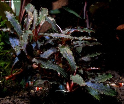 Буцефаландра (Bucephalandra sp. kedagang)