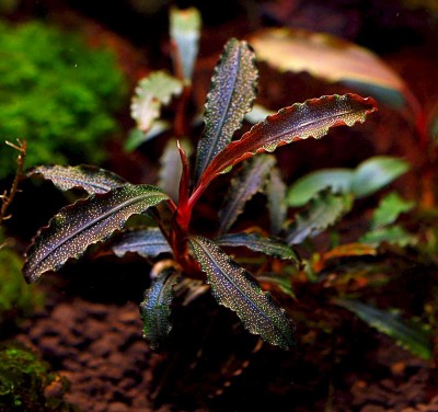 Буцефаландра (Bucephalandra sp. kedagang)