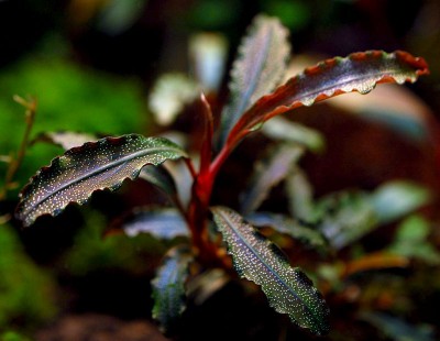 Буцефаландра (Bucephalandra sp. kedagang)