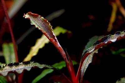 Буцефаландра (Bucephalandra sp. kedagang)