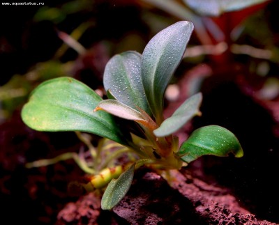 Буцефаландра (Bucephalandra sp. Kapit-4)