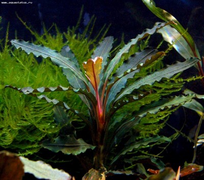 Фото Буцефаландра Bucephalandra sp. Green Velvet Leaf -2, Daerah Sanggau  (photo#55749)