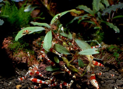 Фото Буцефаландра Bucephalandra sp. Green Blue Velvet, Sokan-1  (photo#55750)