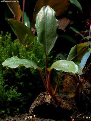 Буцефаландра (Bucephalandra sp. from Mukok, Kalbar)