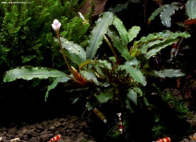 Буцефаландра (Bucephalandra sp. From catherinae biotope eastern slope, West Kal)