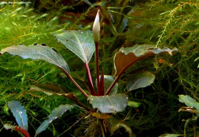 Фото Буцефаландра Bucephalandra sp. Dark Silver Grey  (photo#55761)