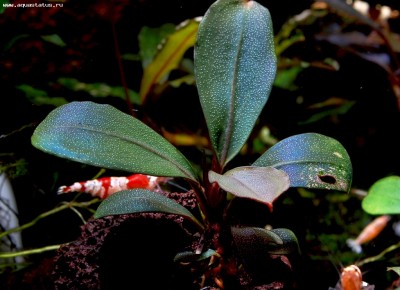 Буцефаландра (Bucephalandra sp. D2, Kalimantan)