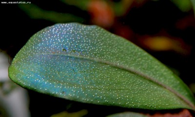 Буцефаландра (Bucephalandra sp. D2, Kalimantan)