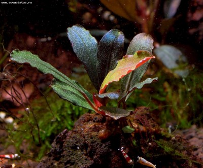 Буцефаландра (Bucephalandra sp. Copi Susu)