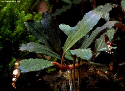 Буцефаландра (Bucephalandra sp. Copi Susu)