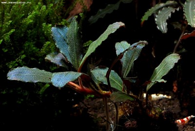 Буцефаландра (Bucephalandra sp. Copi Susu)