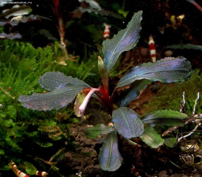 Фото Буцефаландра Bucephalandra sp. Central Cali, North Kudagan  (photo#55771)