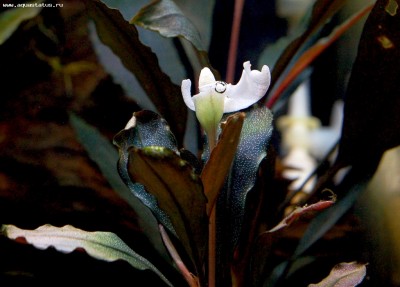 Фото Буцефаландра Bucephalandra sp. Brownie Jade  (photo#55774)