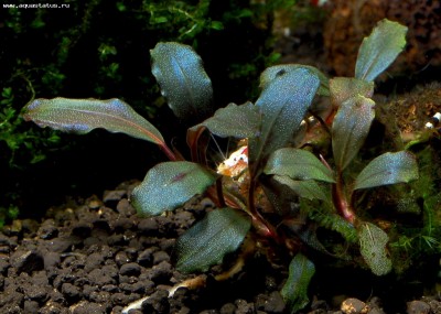 Фото Буцефаландра Bucephalandra sp. Brownie Helena  (photo#55775)