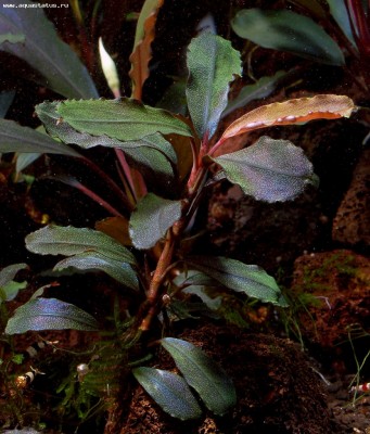 Буцефаландра (Bucephalandra sp. Brownie Brown, Ulu Kapuas)