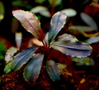 Буцефаландра (Bucephalandra sp. Brownie Brown, Ulu Kapuas)