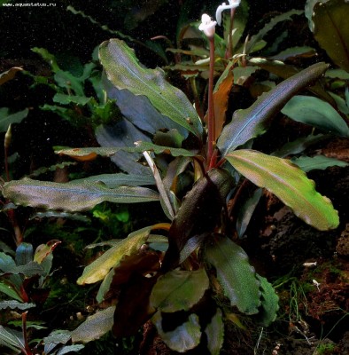 Фото Буцефаландра Bucephalandra sp. Black Leaf  (photo#55782)