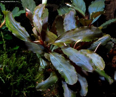 Фото Буцефаландра Bucephalandra sp. Black Leaf  (photo#55783)