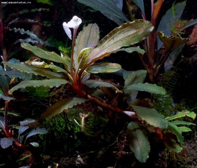 Фото Буцефаландра Bucephalandra sp. 4, Daerah Malawi  (photo#55784)