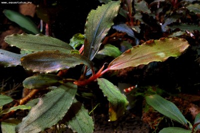 Фото Буцефаландра Bucephalandra sp. 4, Daerah Malawi  (photo#55785)