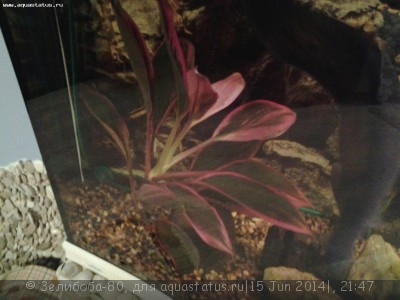 Опознание аквариумных растений - 20140615_214537.jpg
