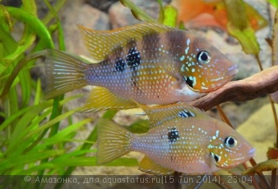 Цихлазома эллиота (Thorichthys ellioti)