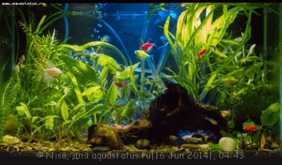 Фото Аквариум GloFish и другие 40 литров Nisa  (photo#55824)