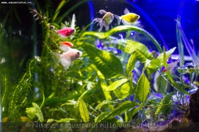 Фото Аквариум GloFish и другие 40 литров Nisa  (photo#55825)