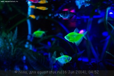 Фото Аквариум GloFish и другие 40 литров Nisa  (photo#55827)