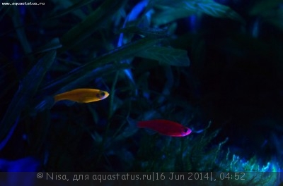 Фото Аквариум GloFish и другие 40 литров Nisa  (photo#55828)