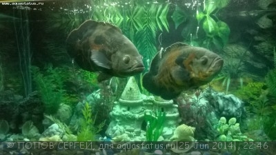 Фото Астронотус Astronotus ocellatus  (photo#56200)