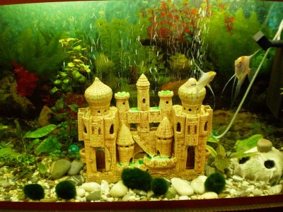 Фото Мой первый аквариум 130 литров denis-gruenk  (photo#563)