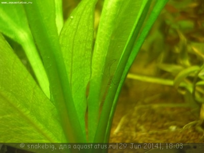 Фото Сквозной аквариум 230 литров snakebig  (photo#56325)