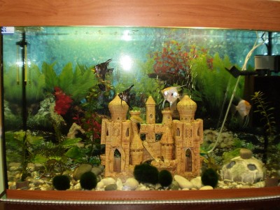 Фото Мой первый аквариум 130 литров denis-gruenk  (photo#564)