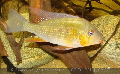 Фото Акарихтис Хеккеля Acarichthys heckelii  (photo#56416)