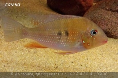 Фото Акарихтис Хеккеля Acarichthys heckelii  (photo#56418)