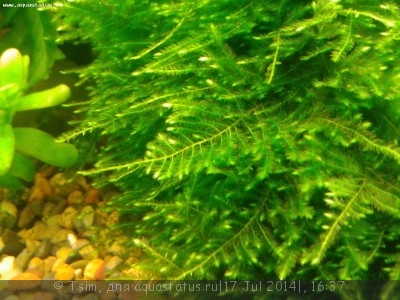 Опознание аквариумных растений - 111.jpg