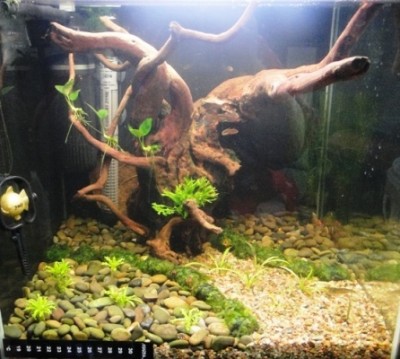 Фото Ещё один аквариум 30 литров Студентка  (photo#5704)