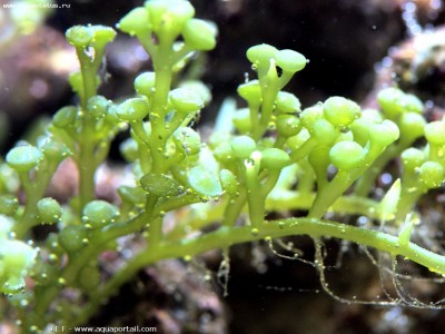 Морская водоросль Caulerpa bikinensis