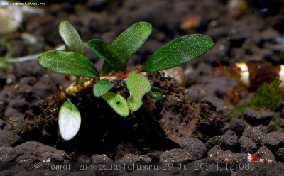 Буцефаландра (Bucephalandra sp. Kualakuayan 1)